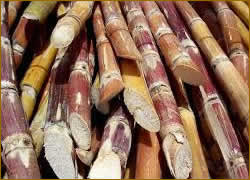 Sugar Cane Farming